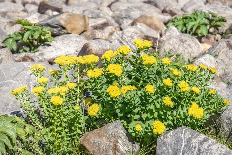 Le Rhodiola rosea, une plante adaptogène